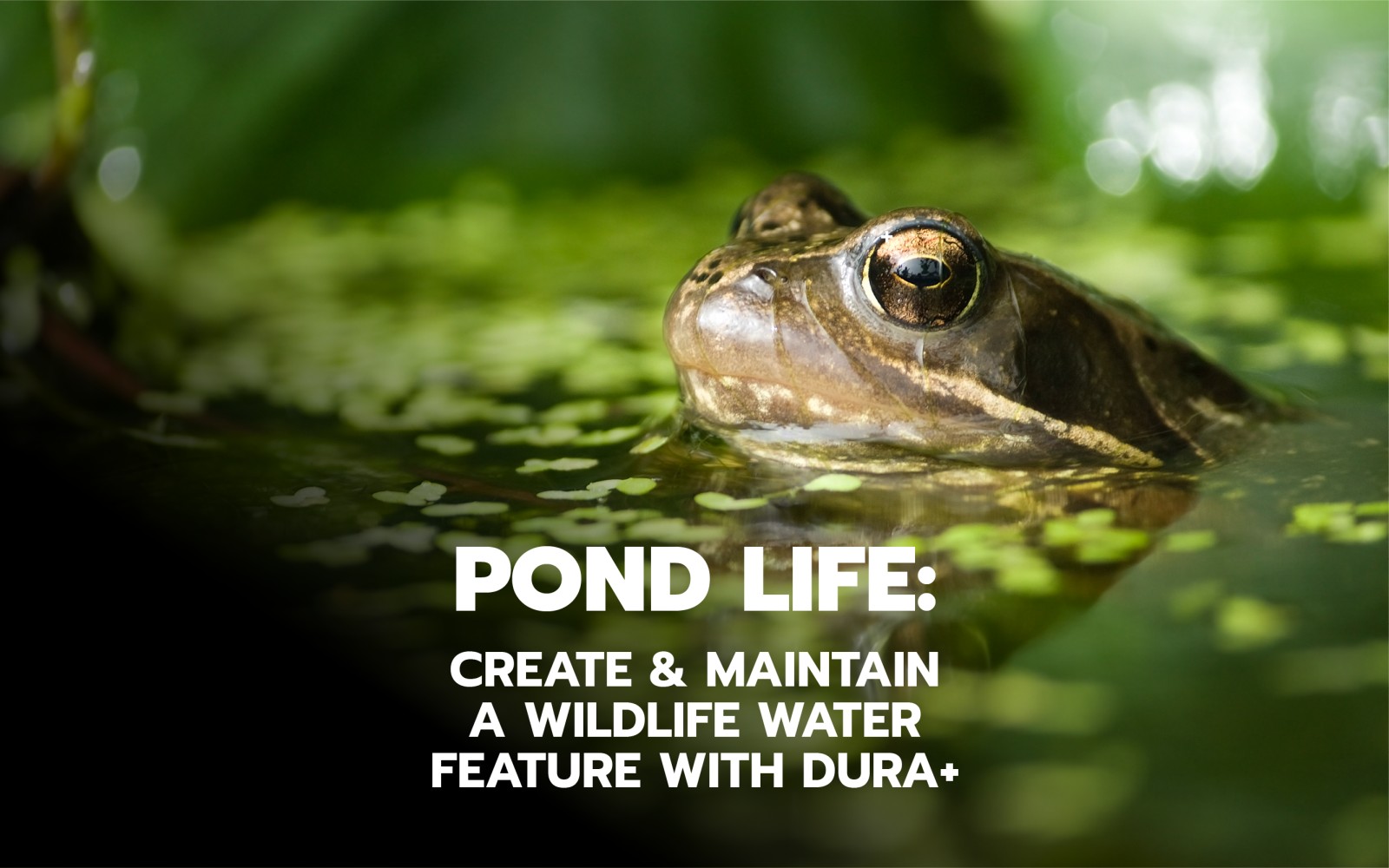 Create a wildlife pond with DURA+